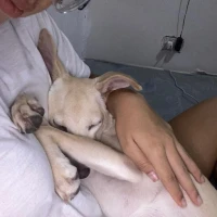 Adopta a Akira