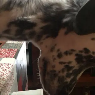 Perla