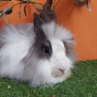 Adopta a Robin Castrado ( Bloque A)