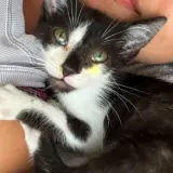 Adopta a Gau