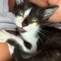 Adopta a Gau