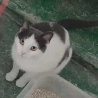 Linda
