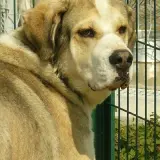 Adopta a Soul