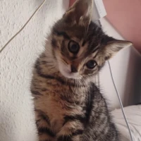 Adopta a Muni