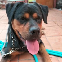 Adopta a Nano