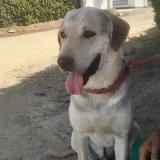 Adopta a Haku