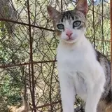 Adopta a Jade