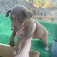 Adopta a Regalo Cachorro Podenco Andaluz