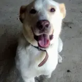 Adopta a Cervantes