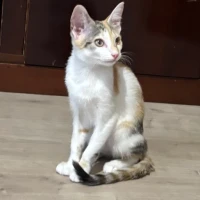Adopta a Nana