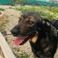 Adopta a Tino