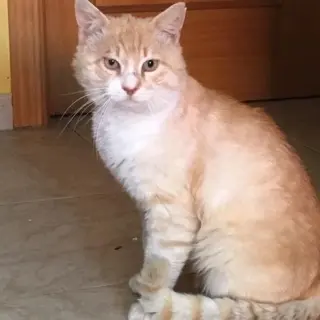 Luis