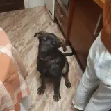 Adopta a Lola