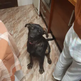 Lola