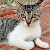 Adopta a Lua