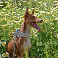 Adopta a Terra