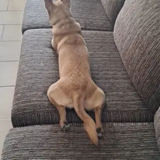 Danko