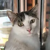 Adopta a Milan