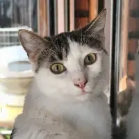Adopta a Milan
