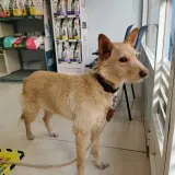 Adopta a Dama