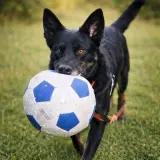 Adopta a Lola