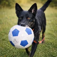 Adopta a Lola