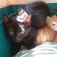 Adopta a Cake