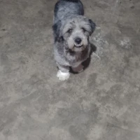 Adopta a Black