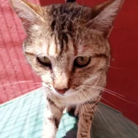 Adopta a Nova