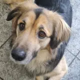 Adopta a Blacky