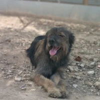 Adopta a Shakira