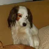 Adopta a Triana