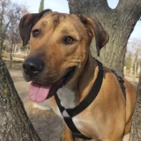 Adopta a Zeus