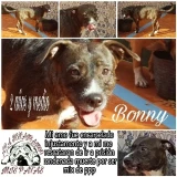 Adopta a Bony