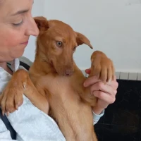 Adopta a Modrick Perrito Tamaño Pequeño