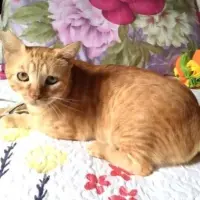 Adopta a Leoncito