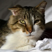 Adopta a Caracol