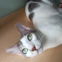 Adopta a Nicos Y Orion