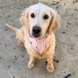 Adopta a Naima