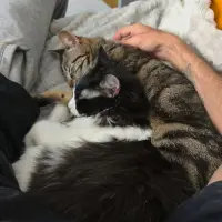 Adopta a Peluso Y Sishuka