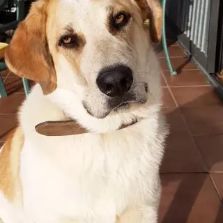 Simbad