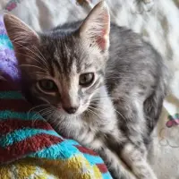 Adopta a Coco