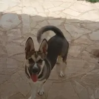 Adopta a Scarlett
