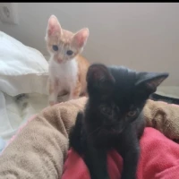 Adopta a Olaf Y Loki