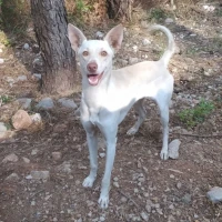 Adopta a Dexter