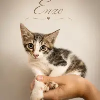 Adopta a Enzo