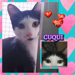 Cuqui