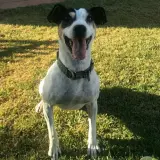 Adopta a Neo