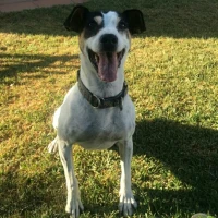 Adopta a Neo
