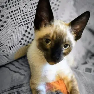 Mochi